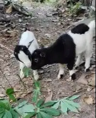 sepasang anakan kambing kerdil pygmi 3-4 bln TB 30cm original exotik