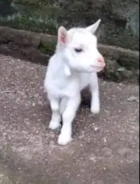 sepasang anakan kambing kerdil pygmi 3-4 bln TB 30cm original exotik
