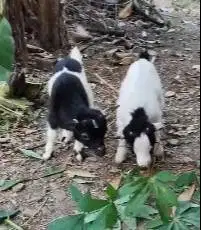 sepasang anakan kambing kerdil pygmi 3-4 bln TB 30cm original exotik
