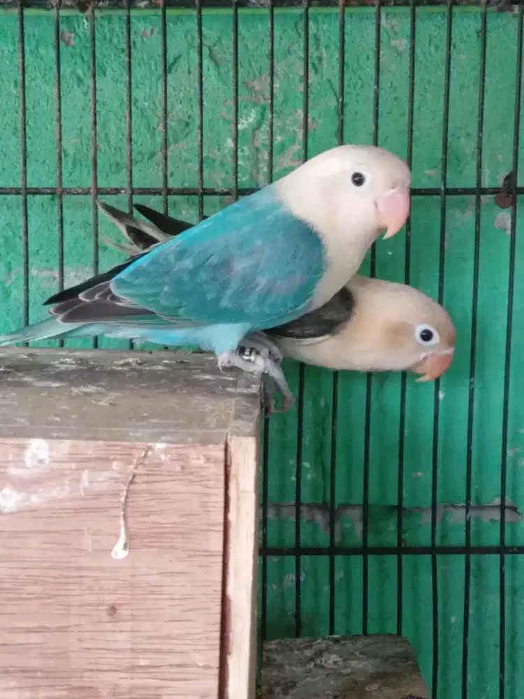 Lovebird pasangan mewah