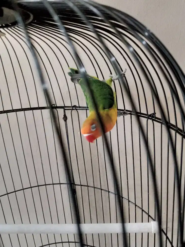 burung Lovebird