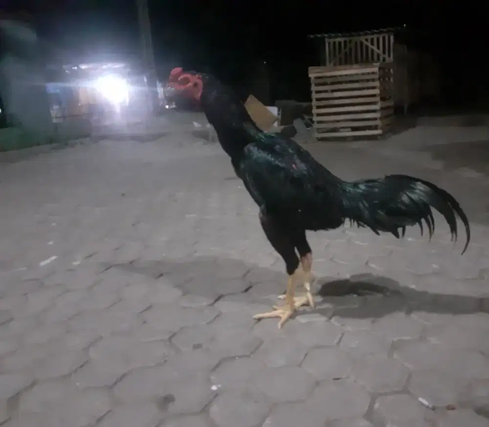 Dijual ayam BK x mangon ayam udh siap tinggal pakai,ada video abaran