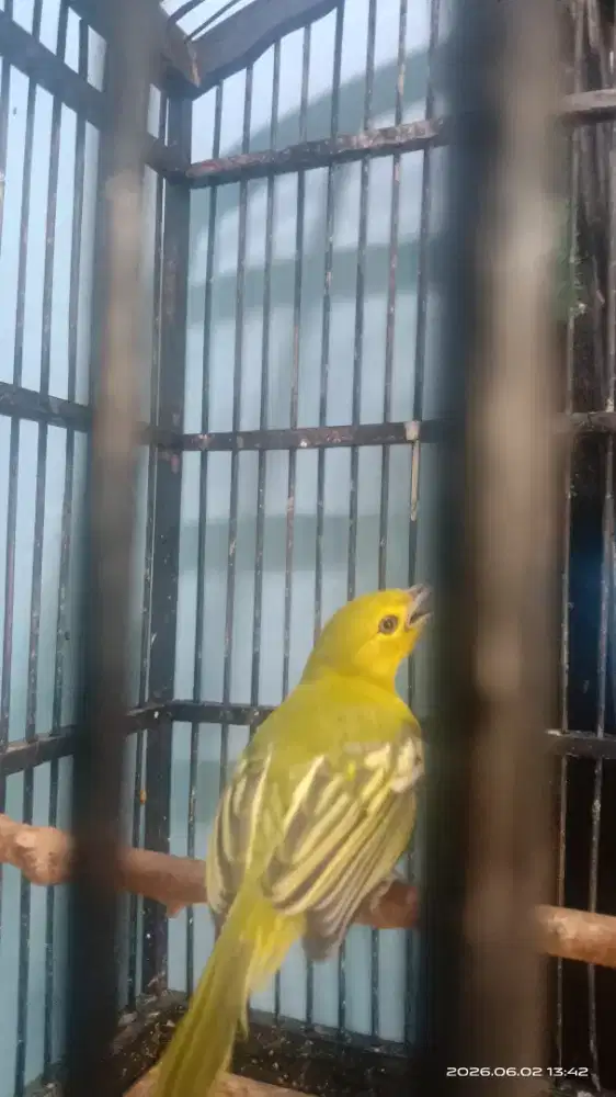 Burung sirpu atau cipau rawatan