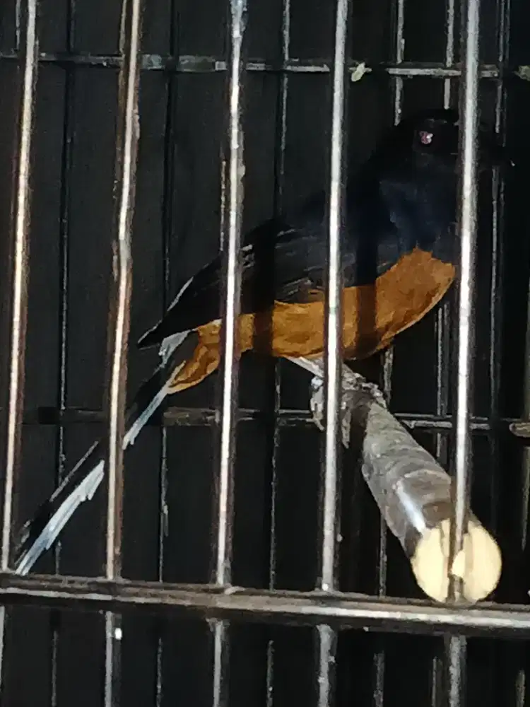Burung murai muda Hutan non gembung rajin bunyi cocok buat lomba