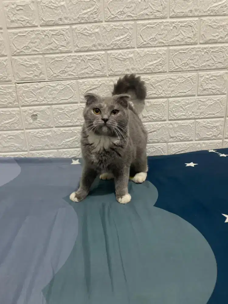 Bsh sf scotthis double betina