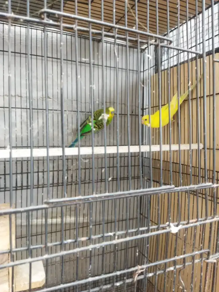 Burung Parkit Sepang