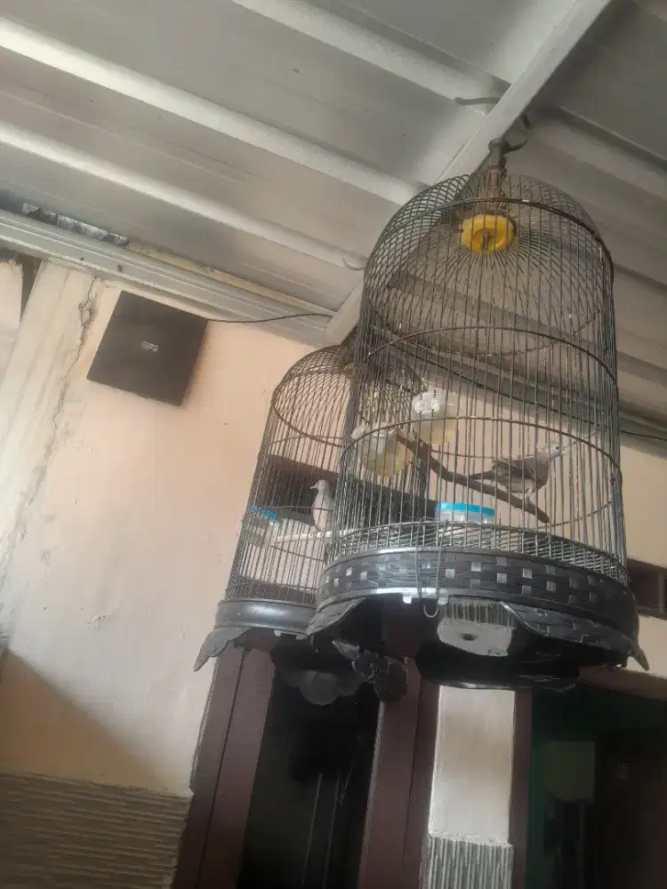 Di jual 2 ekor burung perkutut lokal sama kandang