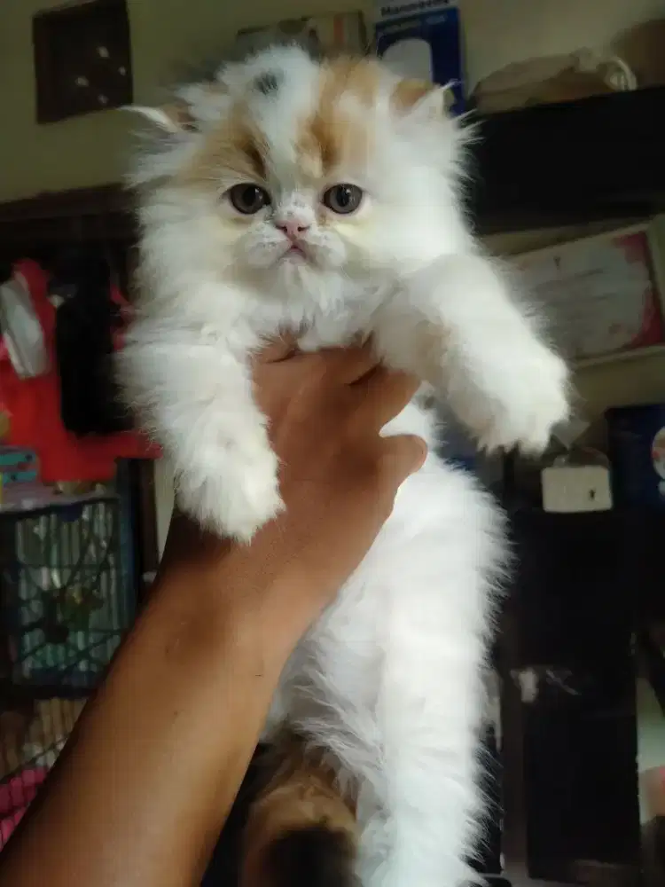 Kitten calico betina