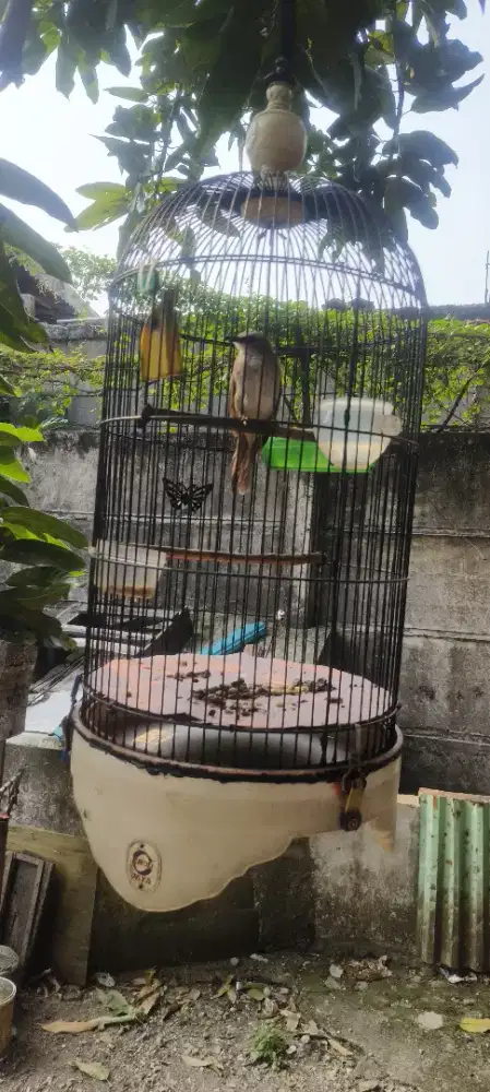 Burung Trucuk Jawa timur
