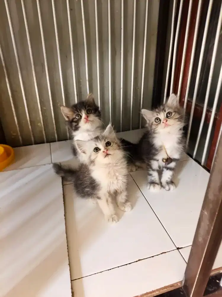 Persia jantan-betina 2,5 bulan