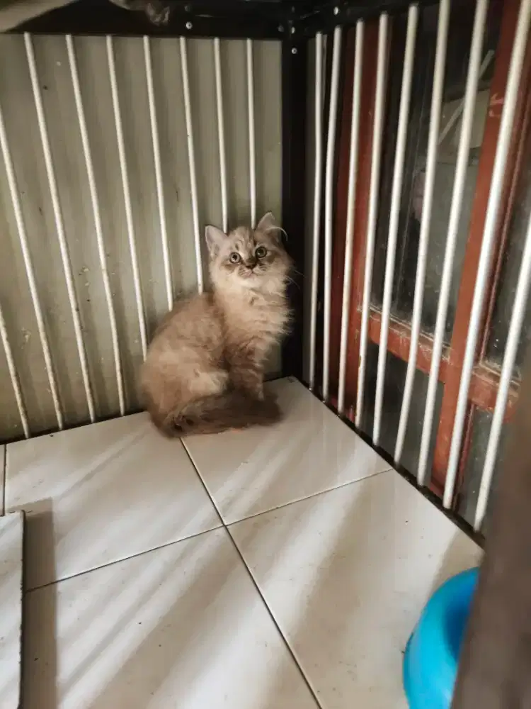 Persia betina 3 bulan