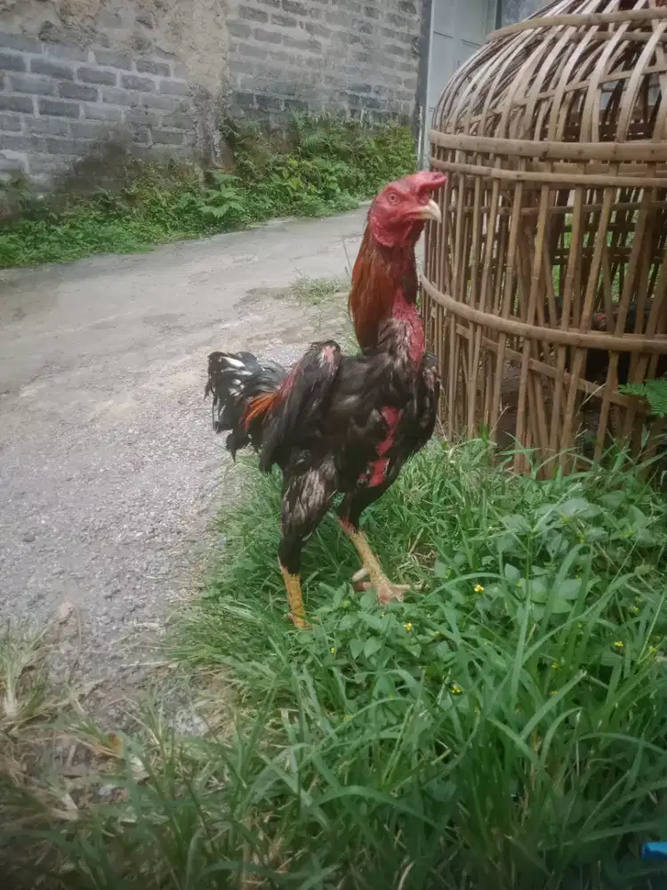 Ayam shamo Jepang x trad murah besar