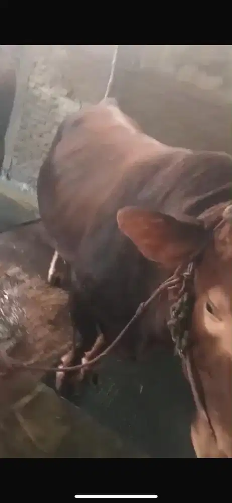 SAPI JUMBO | SAPI KURBAN | SAPI QURBAN