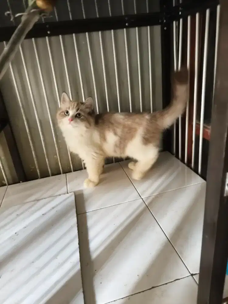 Ragdoll jantan 4 bulan