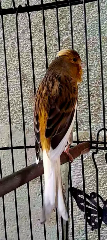BURUNG KENARI GACOR SUARA SUREN DAN UNIK