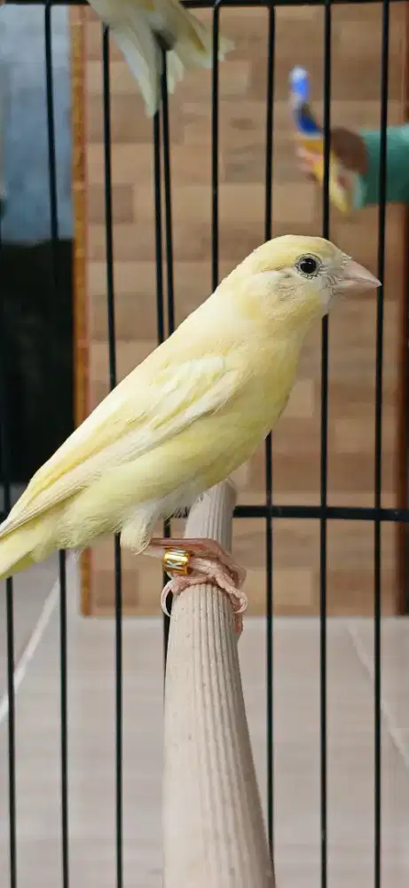 Burung kenari paud jantan prediksi kuat