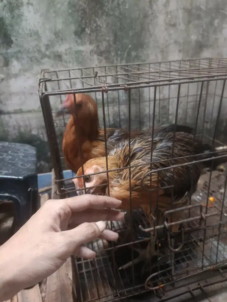 Ayam Pelung betina