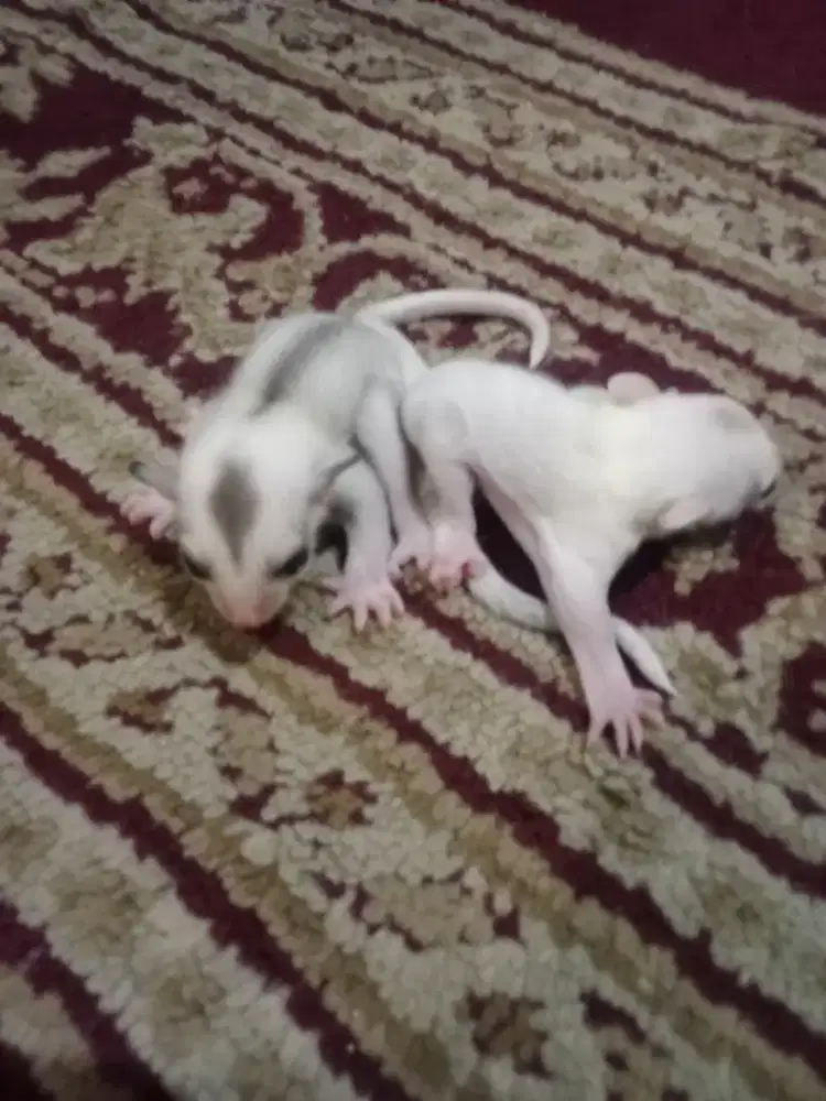 Sugar glider leu dan platinum