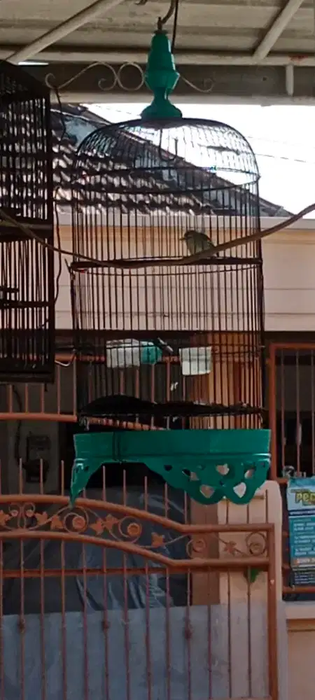 Burung sirpu betina gacoran