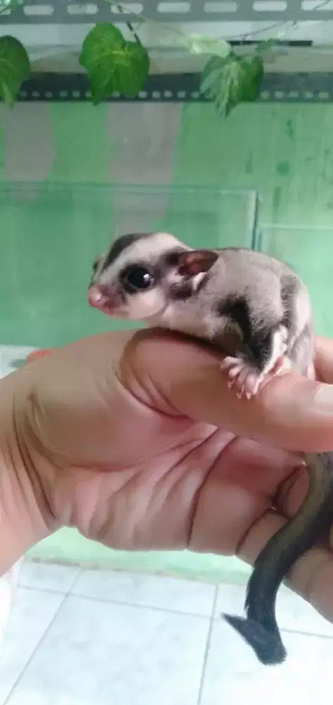 Sugar glider classic grey