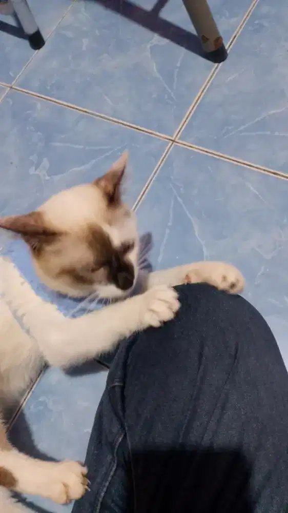 Kucing HIMALAYA UMUR SATU TAHUN MULUS LUCU