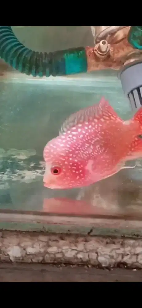 Ikan Louhan Golden Base