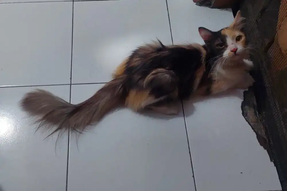 Kucing Persia Betina
