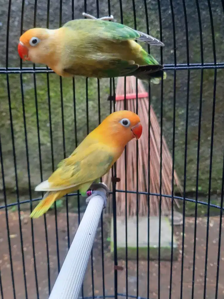 Pasangan Lovebird Dewasa Aqua Split Bio X Bio Pb Euwing