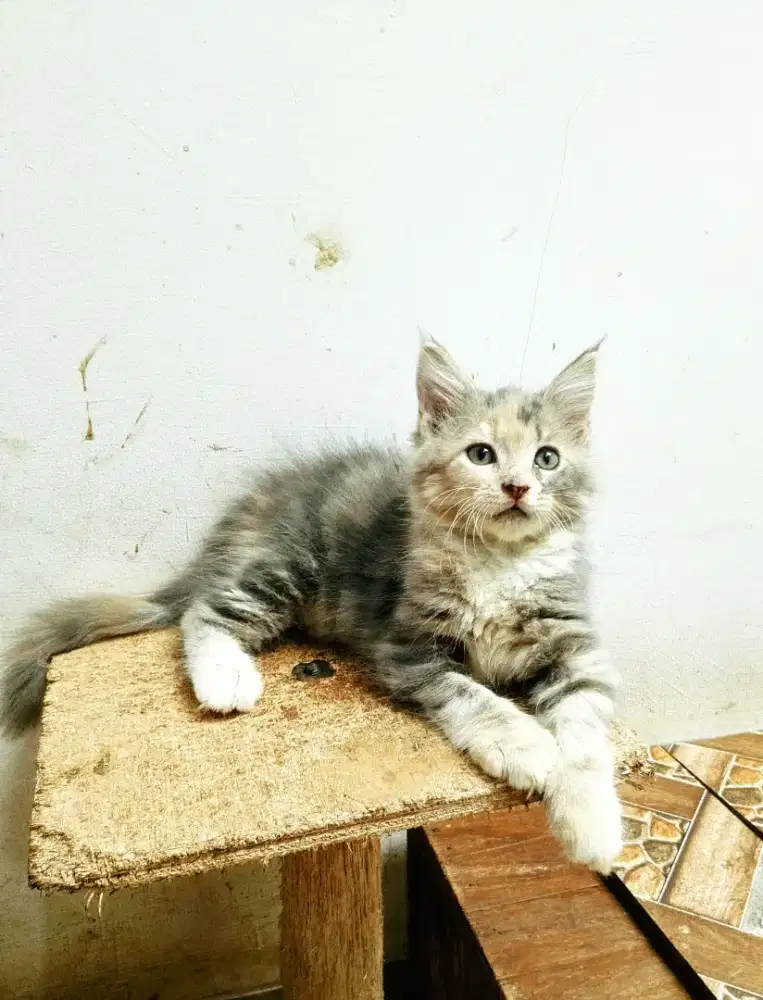 Kitten MaineCoon Betina Pure No mix.