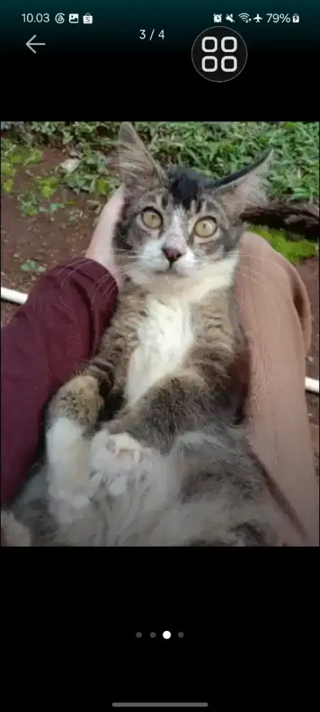 Kucing Mainecoon mixdom