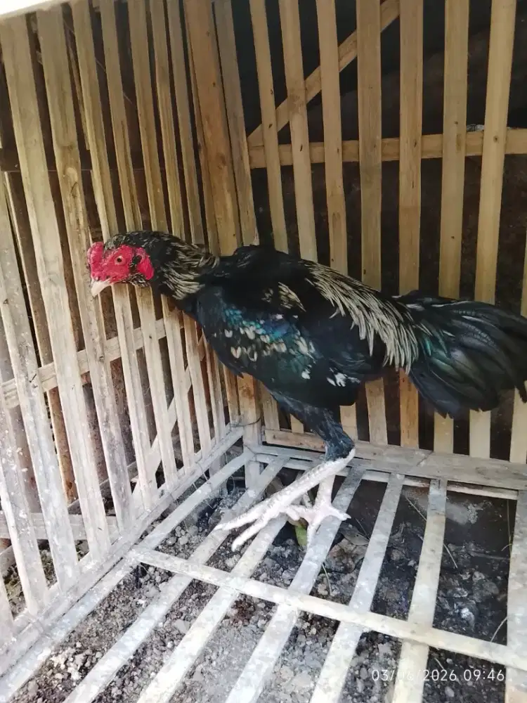 Ayam Pakoy brutal