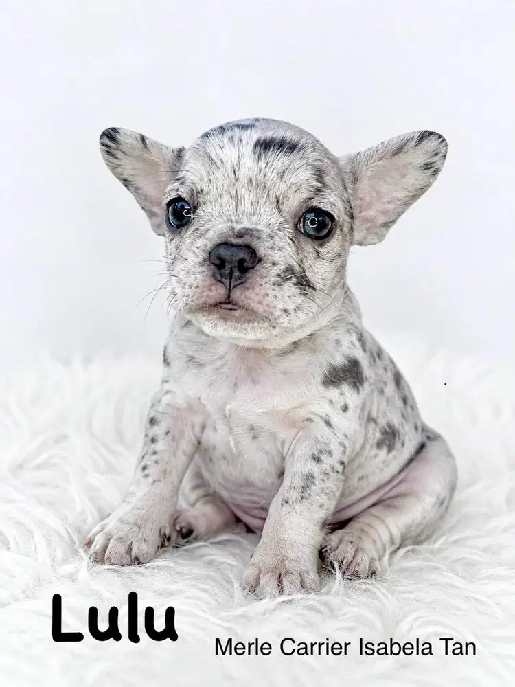 French Bulldog Exotic