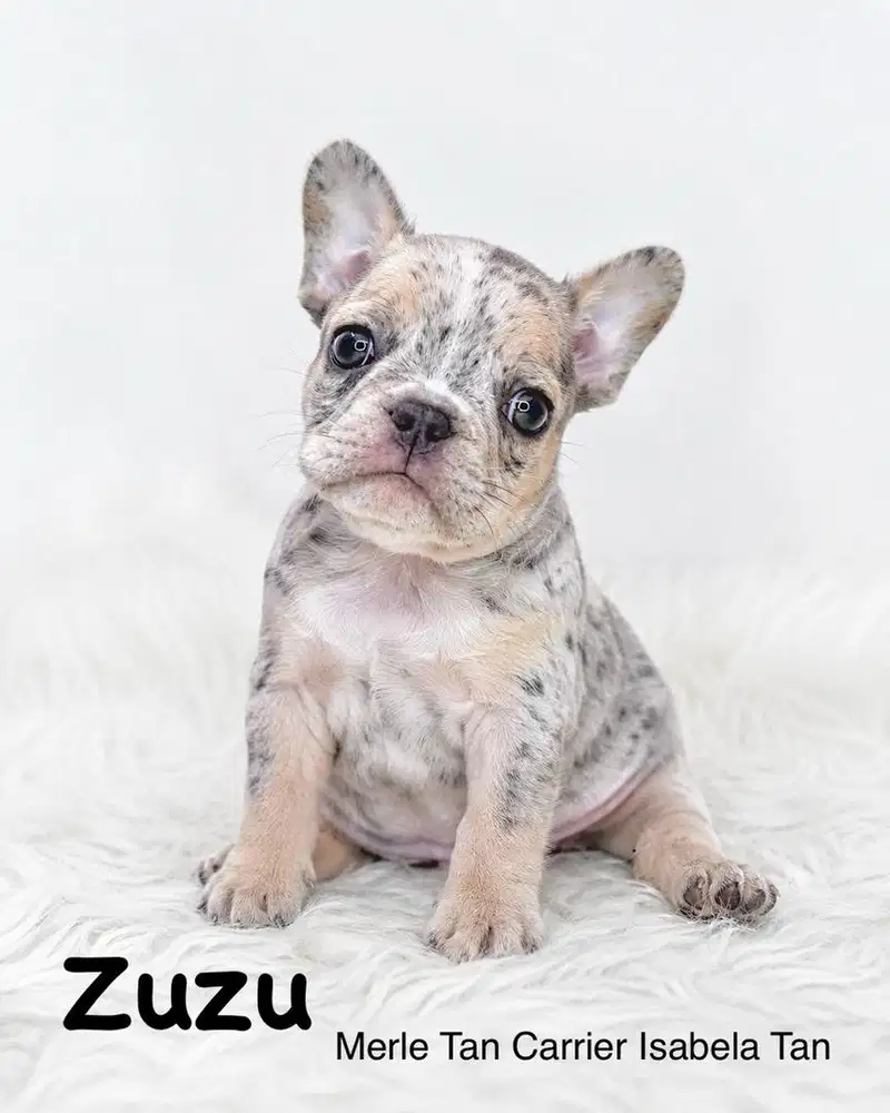 French Bulldog Exotic / Frenchie
