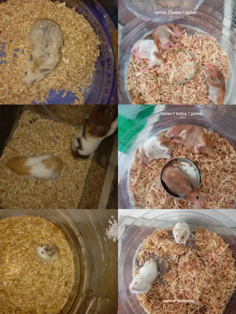 Jual hamster borongan