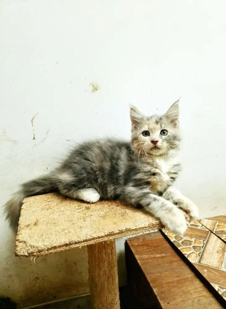 Kitten Betina MaineCoon No mix. Garansi