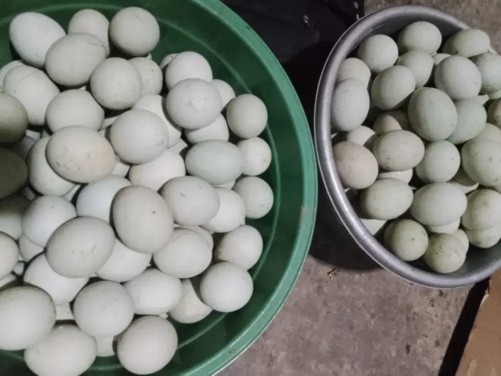Jual telur Bebek