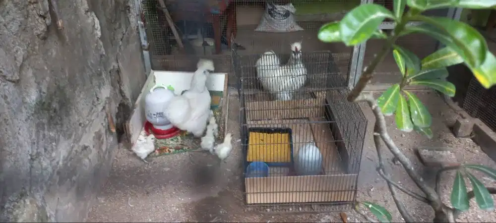 Ayam American Silky