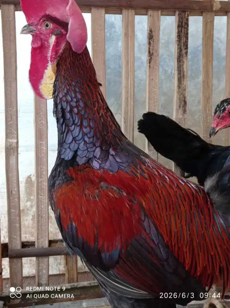 Ayam bekisar jantan