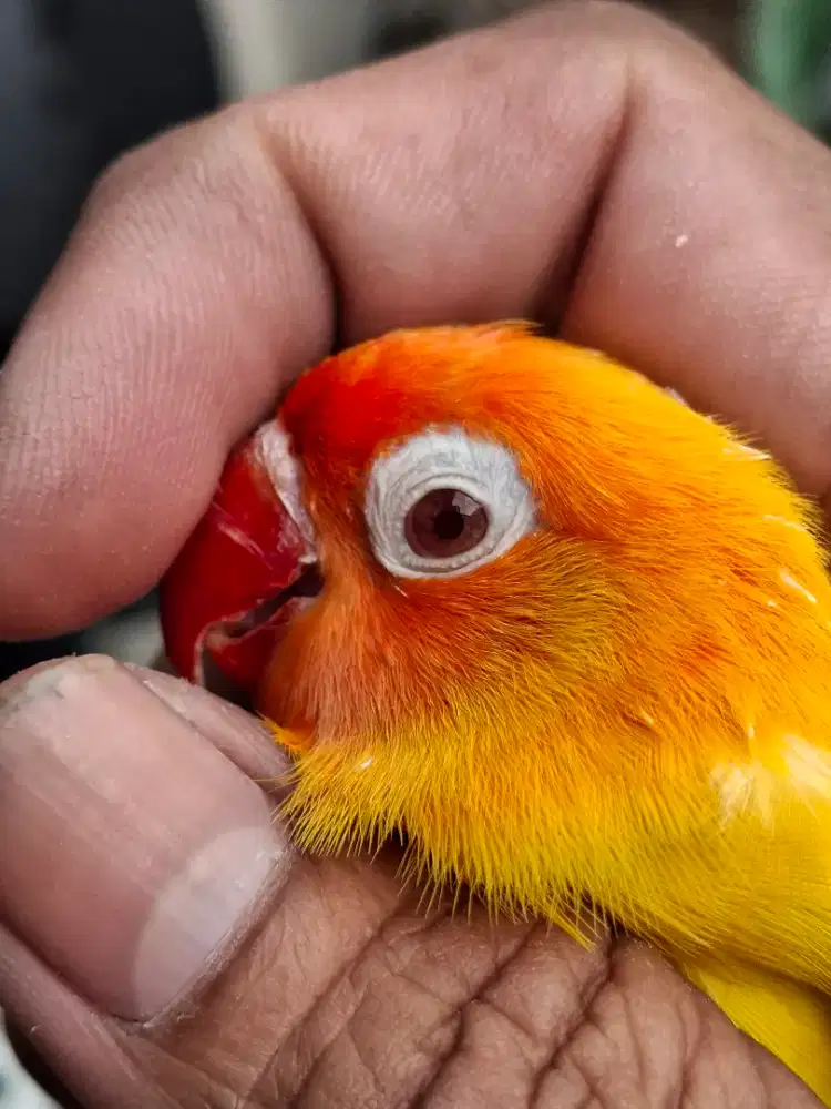 Lovebird Love bird Lutino Jantan Dewasa