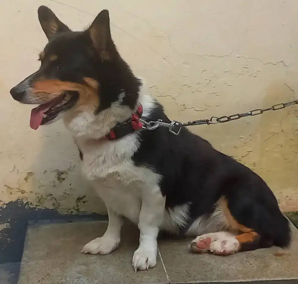 Anjjng Corgi Betina