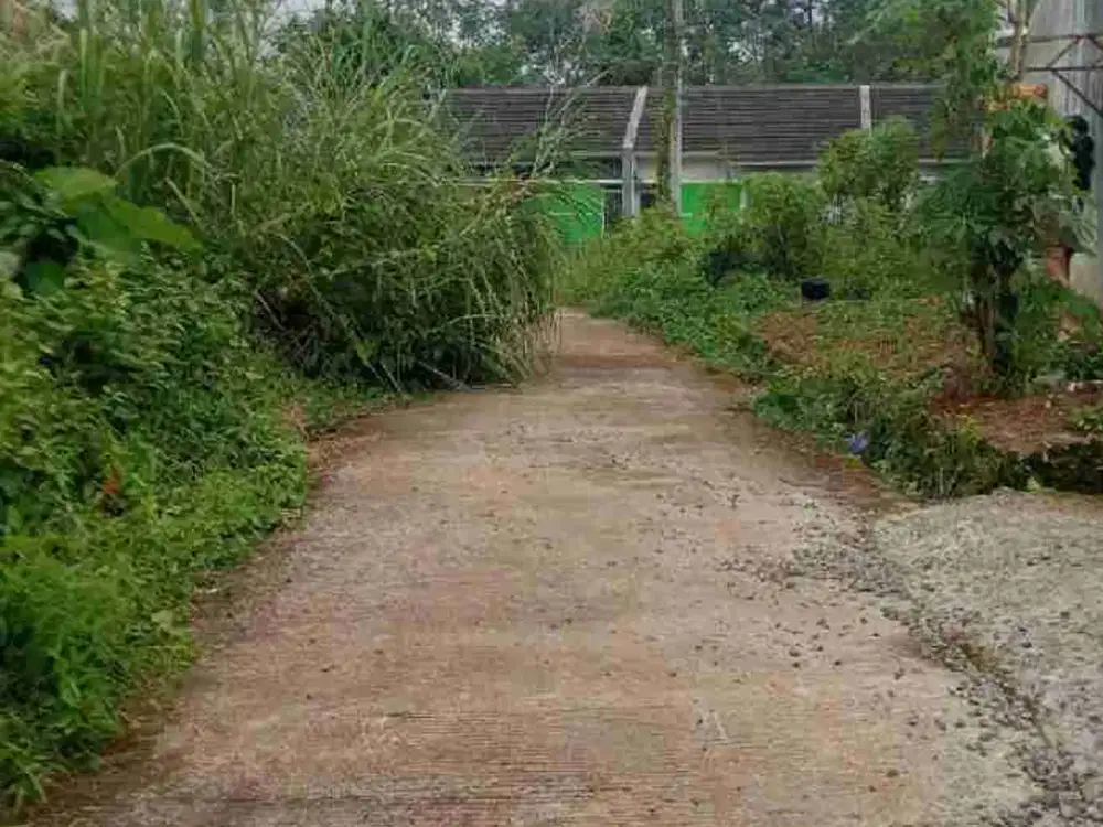 tanah ploting kuning di kajen