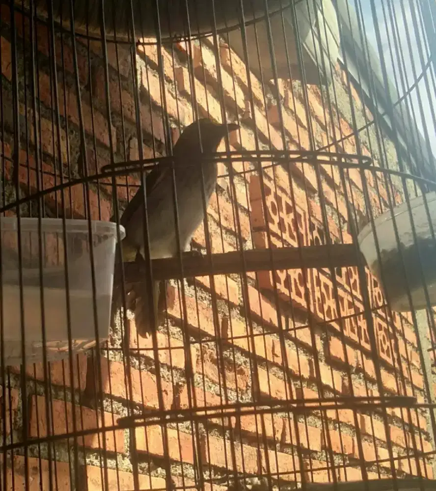 Jual burung cucak wilis