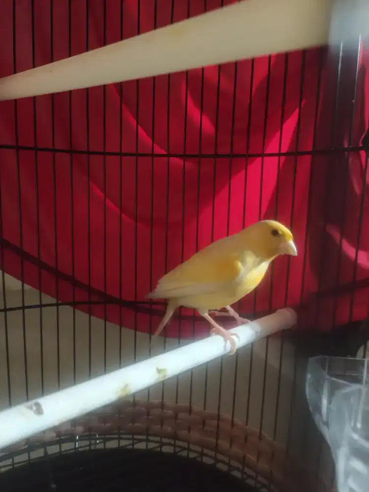 Burung kenari jantan