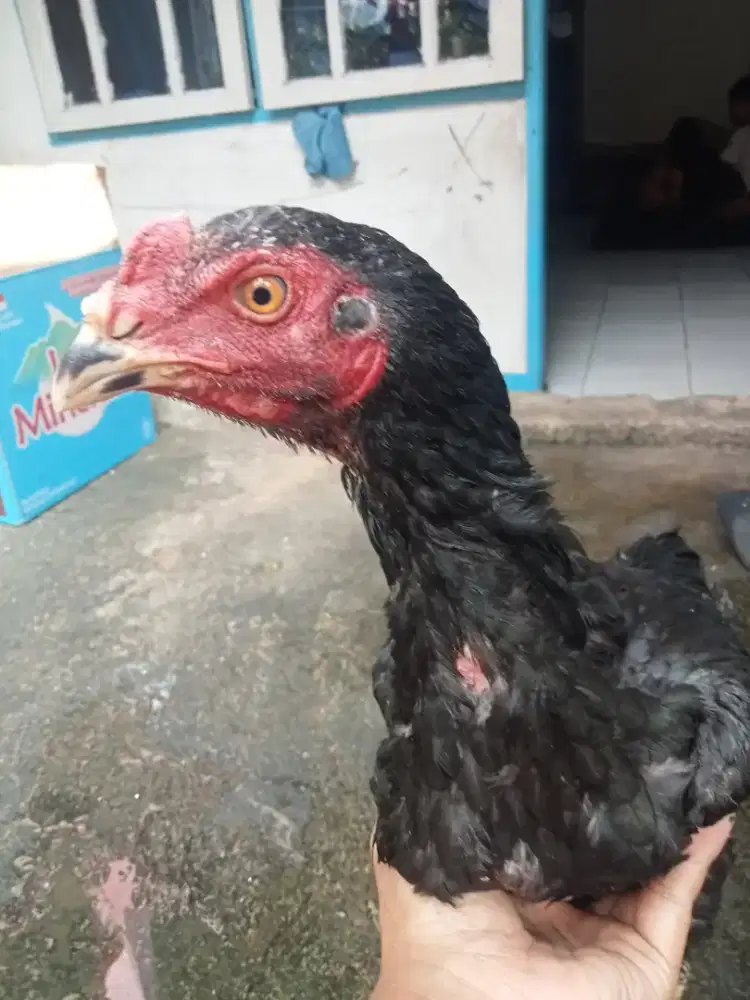 Ayam Bangkok blackbull