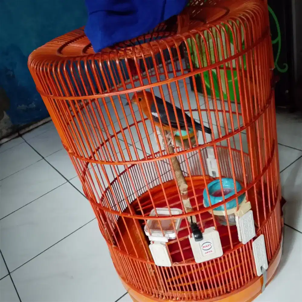 Anis merah lag nyulam bulu ngeriwik