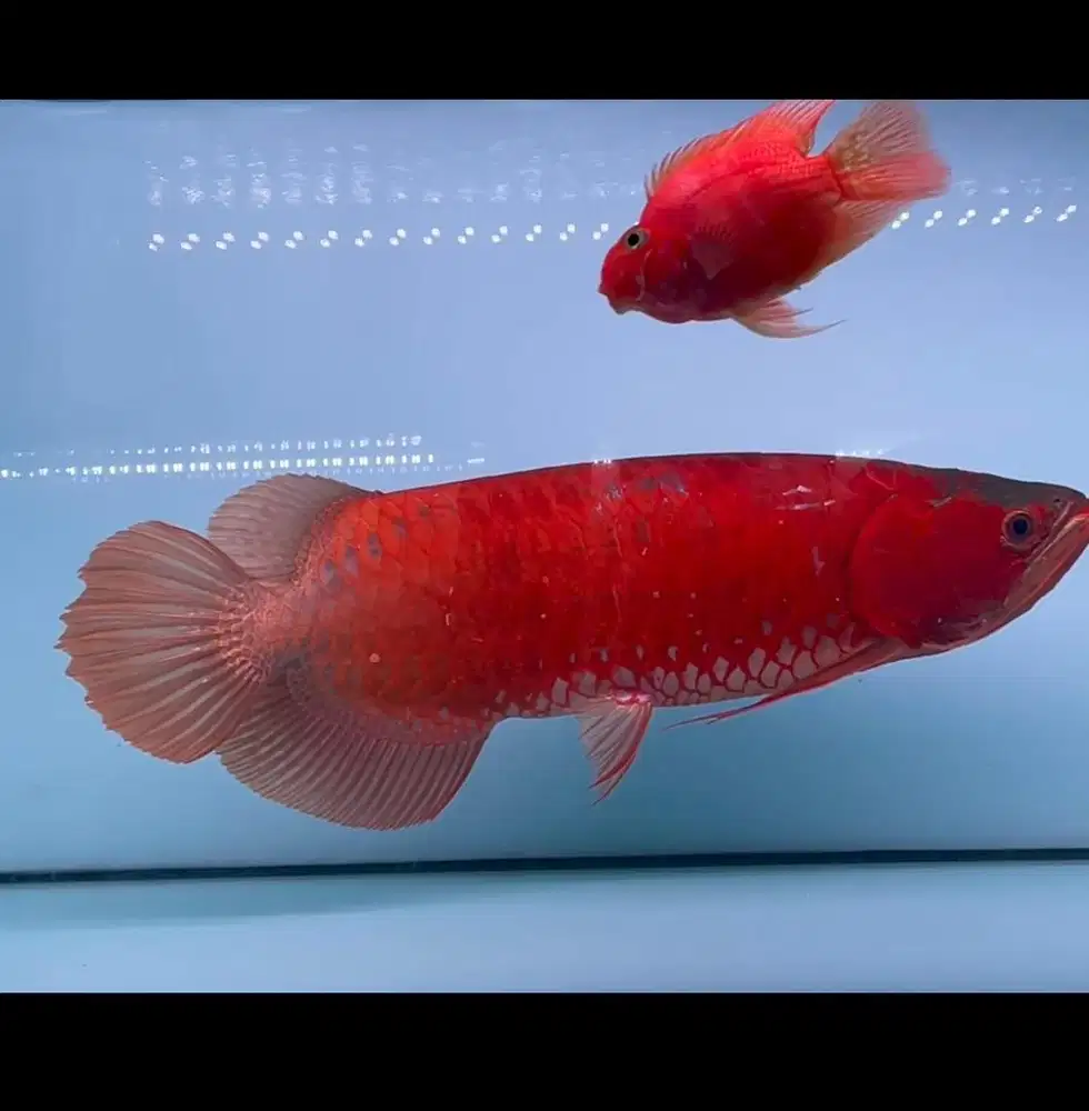 Arwana super red full block