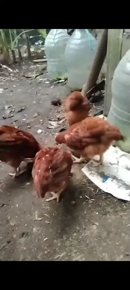 Ayam petelur usia 9 minggu