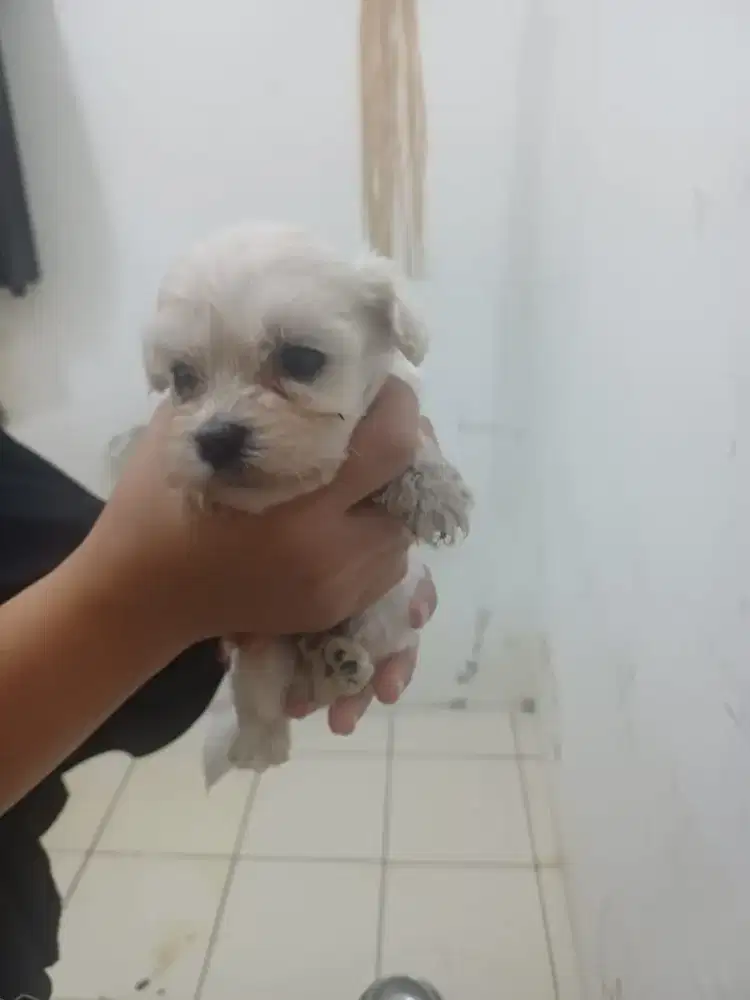Maltipo Betina 1 Bulan