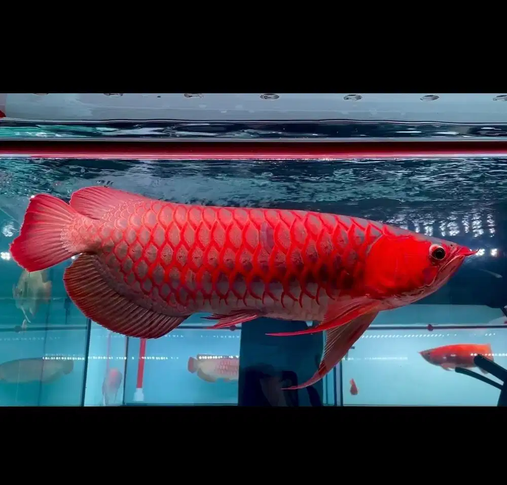 Arwana super red dayung samurai