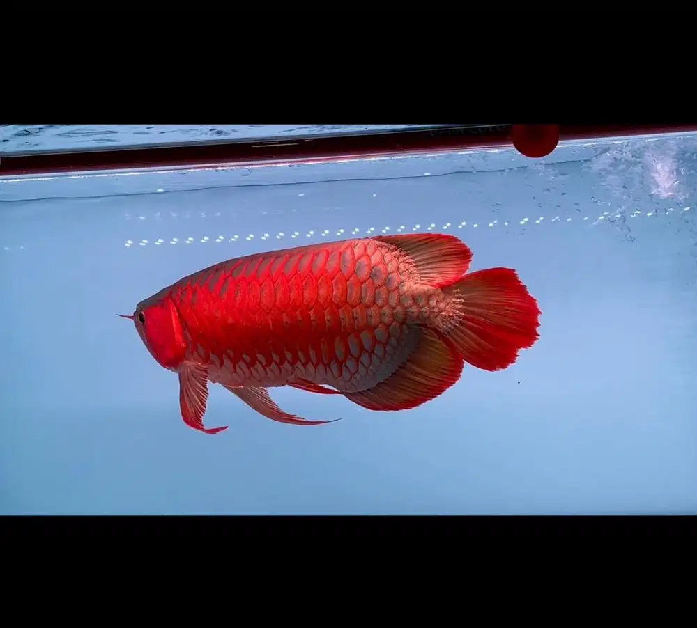 Ikan arwana super red semi short body